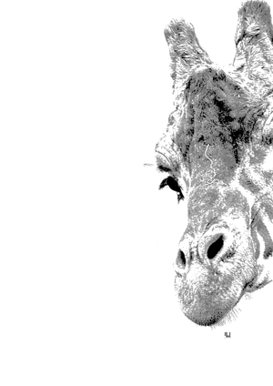 Peeking Giraffe