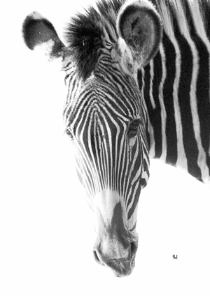 Full Face Zebra