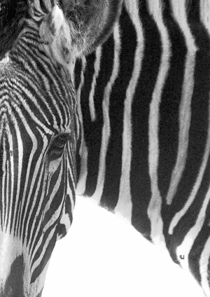Peeking Zebra