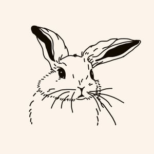rabbit face sketched
