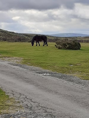 lone horse