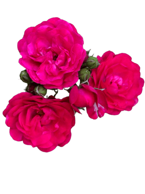 Charming Roses Mini Card Set – 24 Floral Greeting Cards (Printable) This elegant set of 24 mini floral greeting cards features real rose photography, creating a soft and romantic look for every occasion. The set includes 12 cards with ready-made messages and 12 blank cards for your own personal notes. Perfect for birthdays, thank you cards, love notes, or everyday greetings. These printable mini cards are designed to be versatile, and easy to use whenever you need a thoughtful touch.