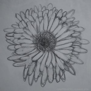 Cover image for Soft Focus Work Day episode 1 showing a hand-drawn daisy flower in pencil. A gray text at bottom "cool95rocks.square.site" watermark.