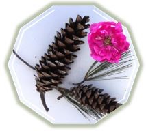 pine cones and rose