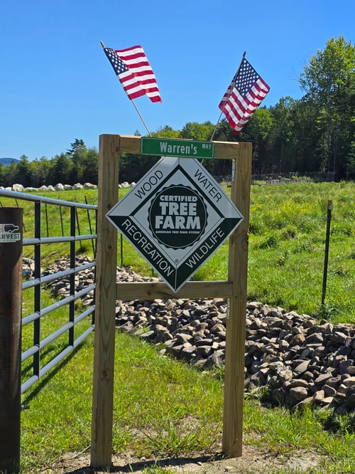 Evermore Tree Farm August 2024