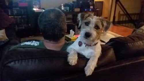 Jack Russell Jackadoo Productions