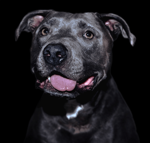 an image of a black muscular dog