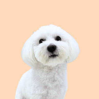 A portrait of a white small dog who is the face of My Pet CEO