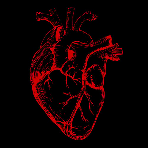 an anatomical red heart on a black background