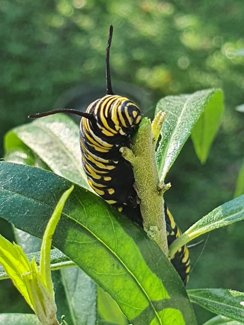5th Instar Monarch caterpillar eating milkweed