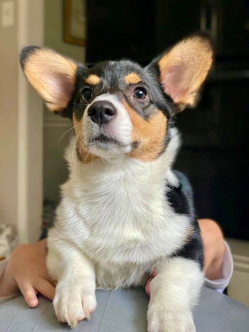 Gatsby, a tricolor Pembroke Welsh Corgi, Tail Wisdom™ dog ambassador, and dog operating officer sitting calmly indoors.