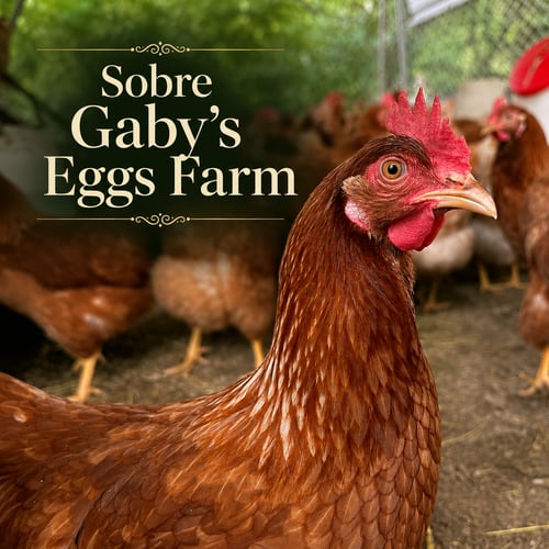 Gallina ponedora en el gallinero de Gaby’s Eggs Farm en Salinas, Puerto Rico.