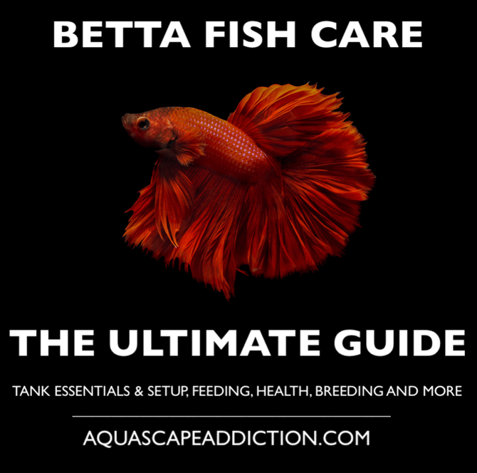 Betta Fish Care: The Ultimate Guide - Payhip