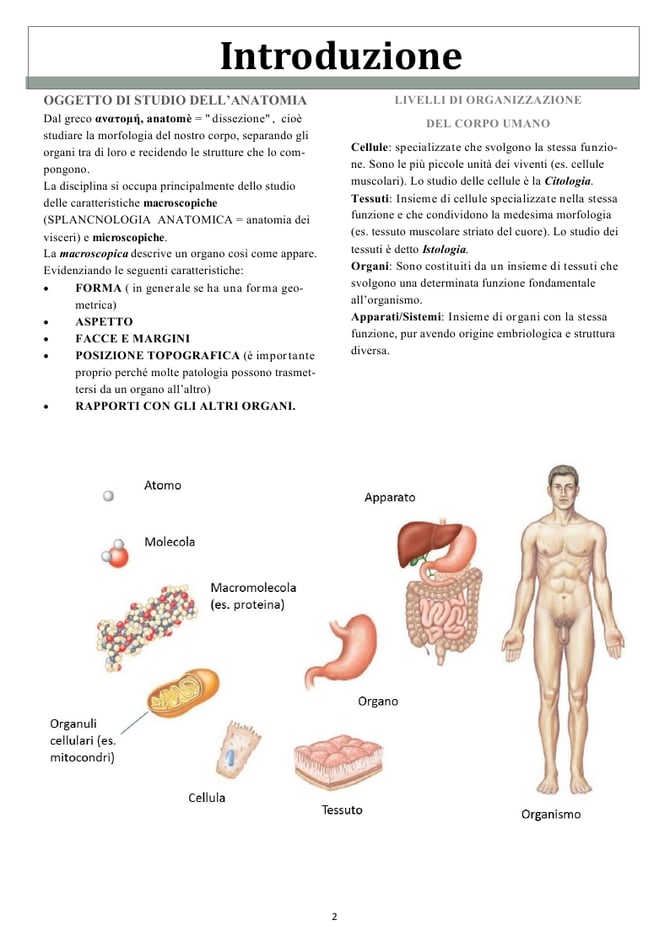 ANATOMIA UMANA