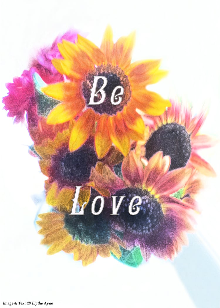 Be Love - picture of Gerbera daisys