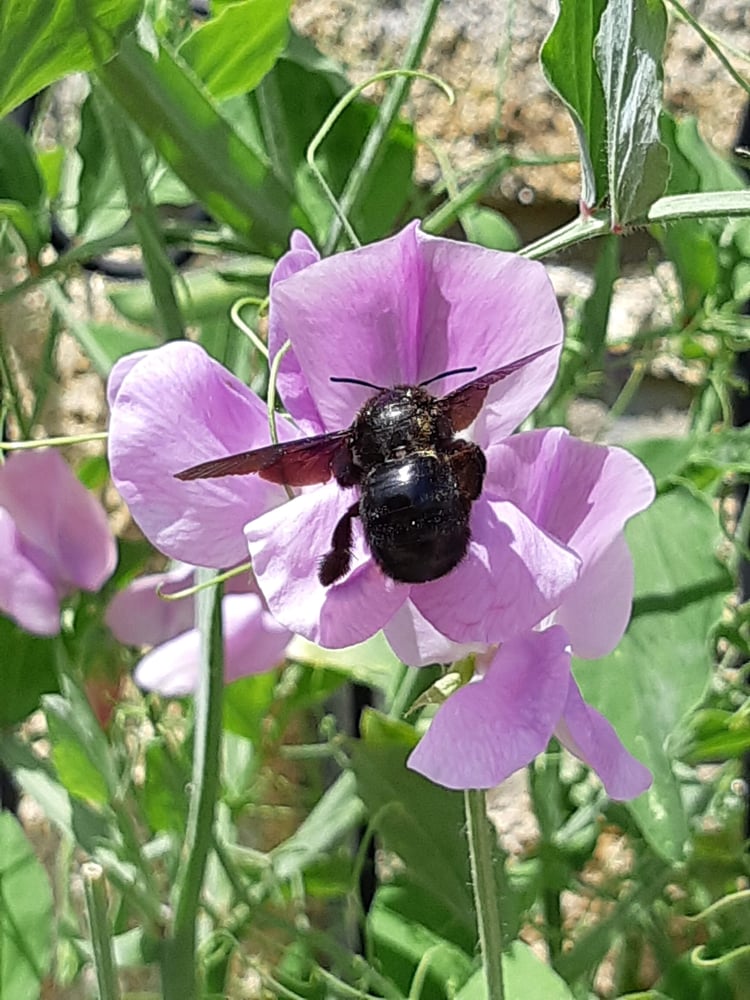 Carpenter bee in sweet pea flower