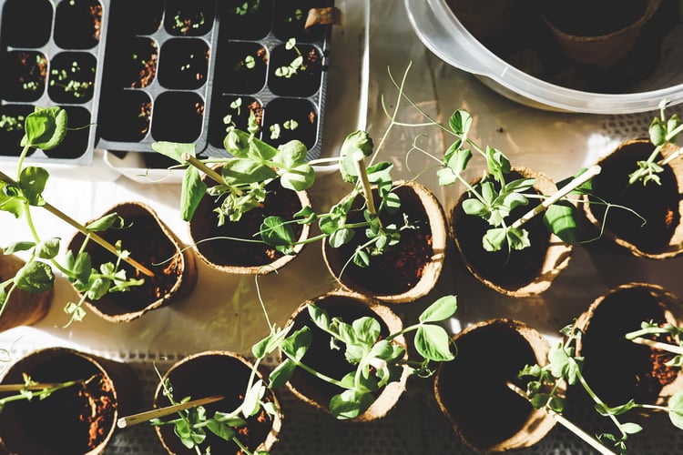 Variety of garden plants