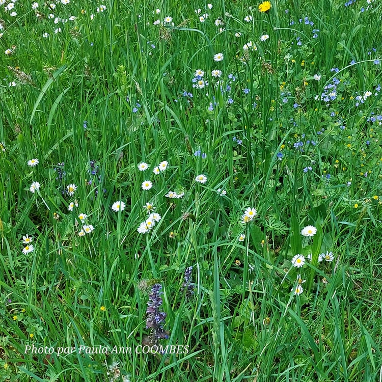 Wildflowers left to grow naturally in a lawn