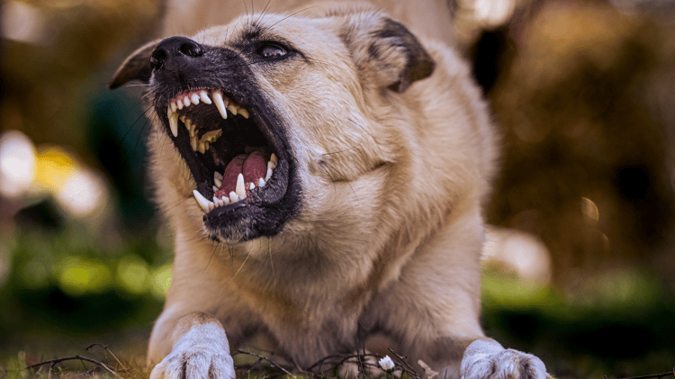 Aggressiveness, reactivity, fear aggression, dog aggression