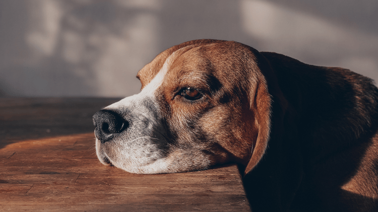 ansiedade por separação, cão sozinho em casa