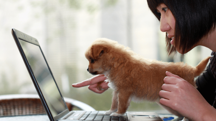 Dog factor academy, training for tutors, training for professionals, dog training webinar, dog behavior courses