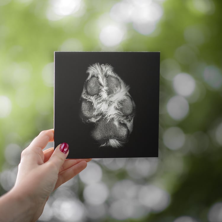 pawtography pet photo wesleysphoto paw print gift