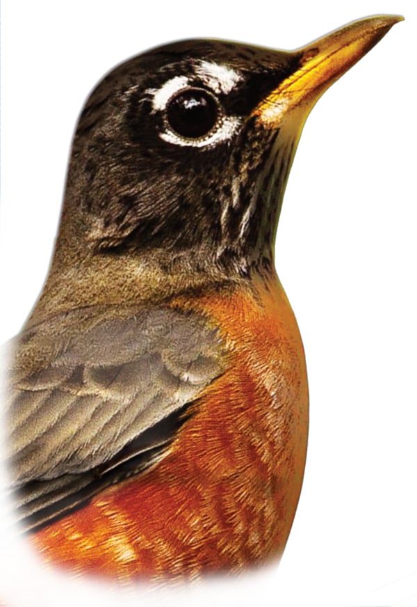 A beautiful robin