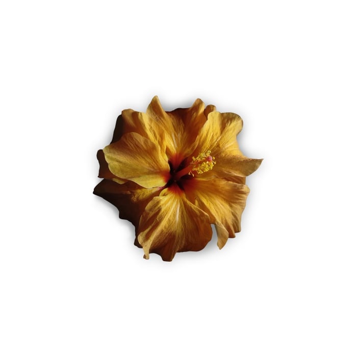 Hibiscus Flower PNG