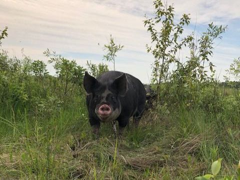 free range pig