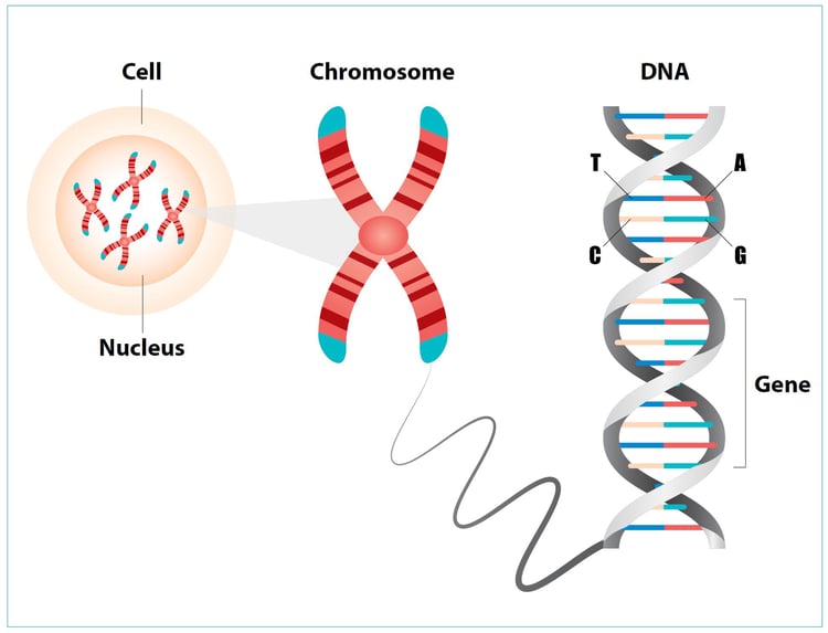 genetic-testing-dna-strands-illustration.jpg.