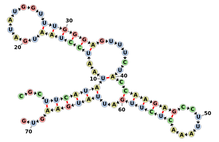 django web application about dna and rna sequences and forced-directed rna secondary structure