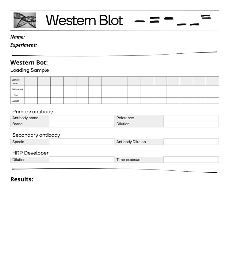 Western blot template. Everything you want to note for western blot experiments in this template.