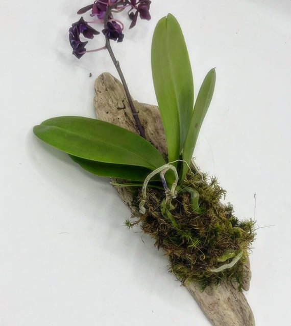 orchid