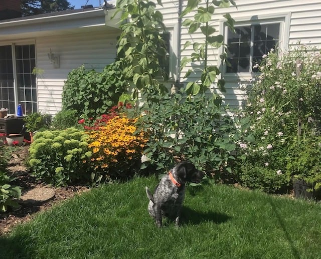 flower gardens