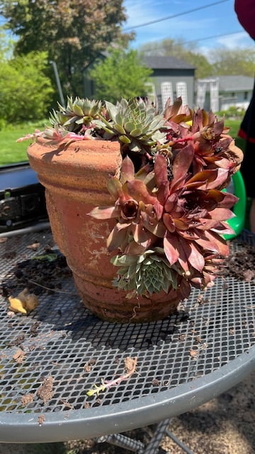 succulent planter