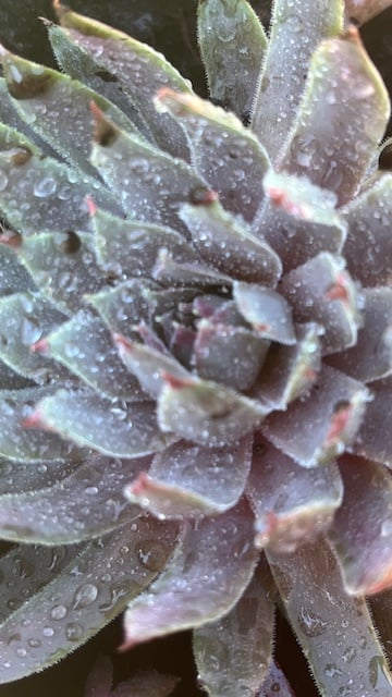 hens and chicks