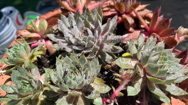 hens and chicks