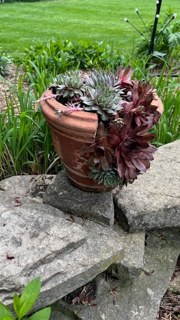 succulent planter