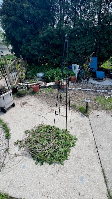 plant trellis