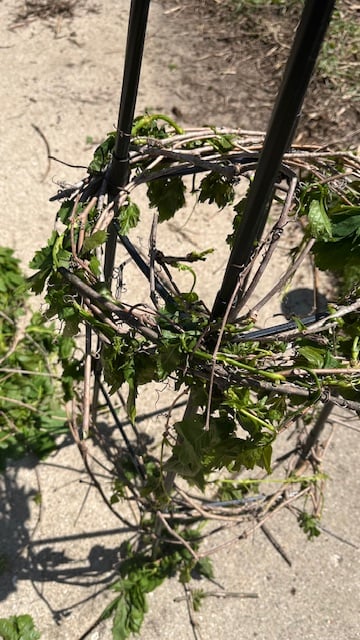 trellis for plants