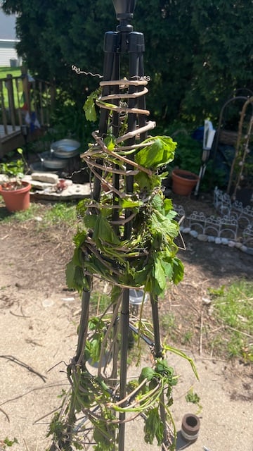 plant trellis