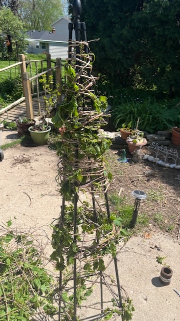 climing plant trellis