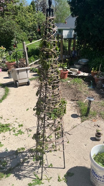 climbing plant trellis diy