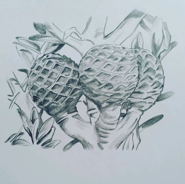 Kauri tree flower drawing by artist Darren Burch
