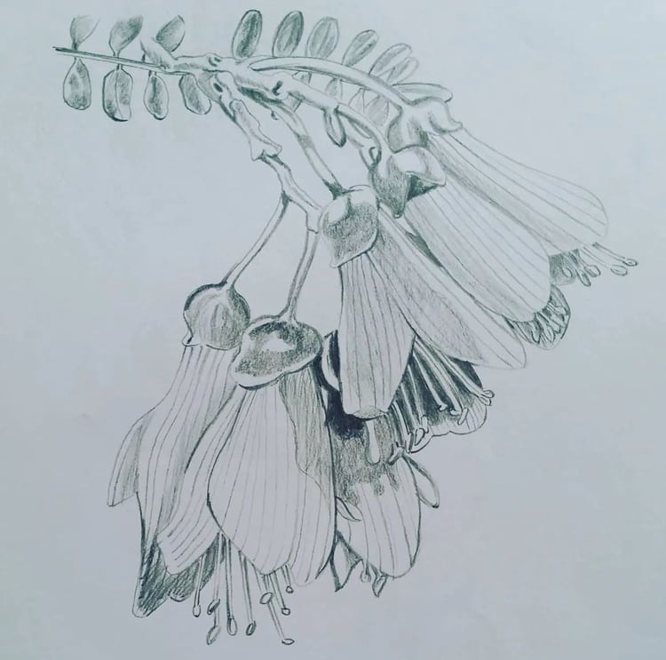 Kowhai tree flowers. By NZ artist Darren Burch