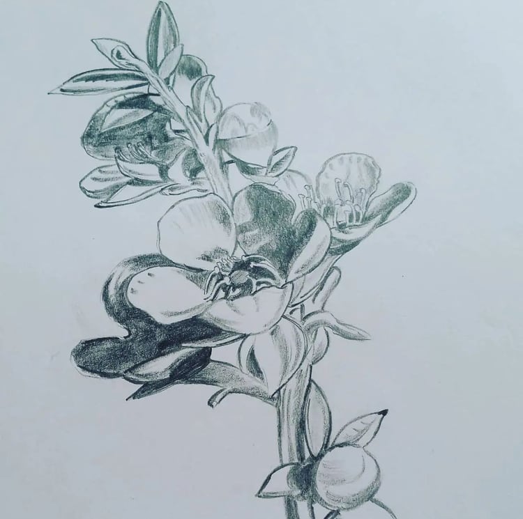 Manuka tree flowers. By artist Darren Burch