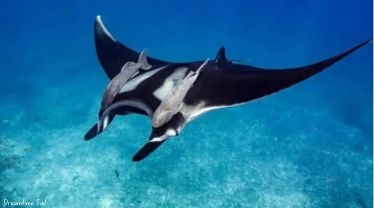 Manta Ray Komodo National Park