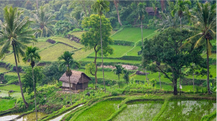 Rice Fields Lombok - Dreamtime Sail Screen Saver