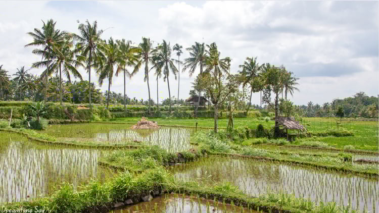 Rice Fields Lombok 2 - Dreamtime Sail Screen Saver