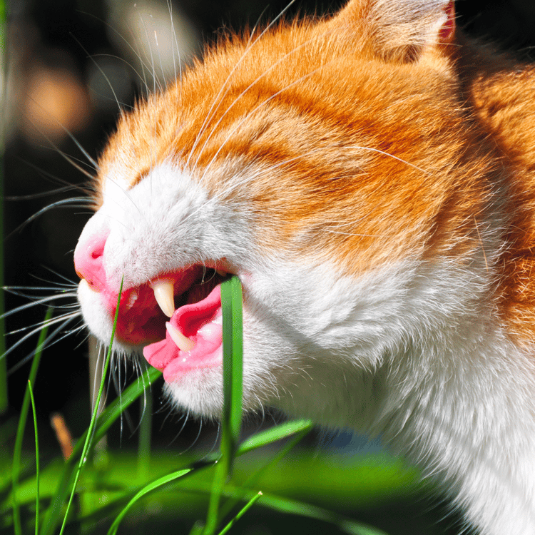 Gatto mangia erba